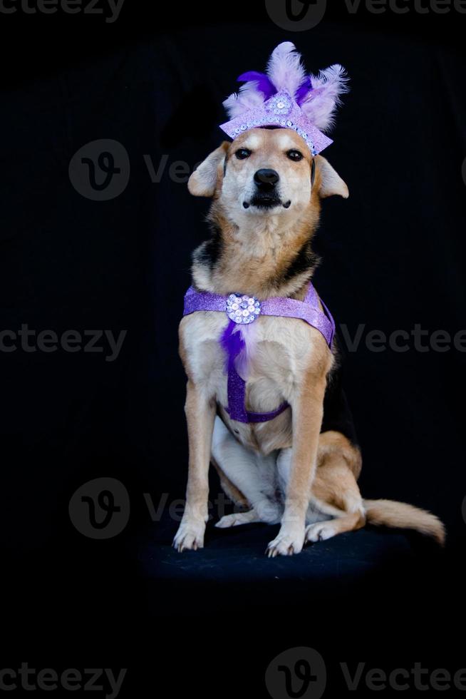 portrait d'un chien habillé pour le carnaval, avec des plumes, des paillettes et des paillettes photo