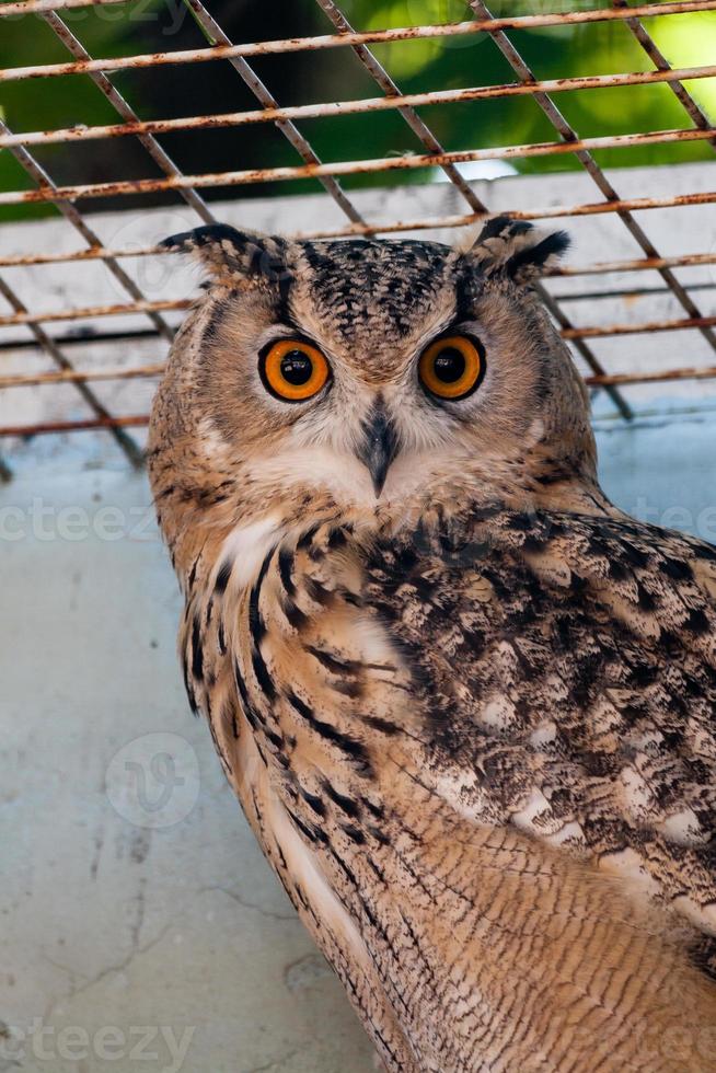 beau hibou gros plan photo