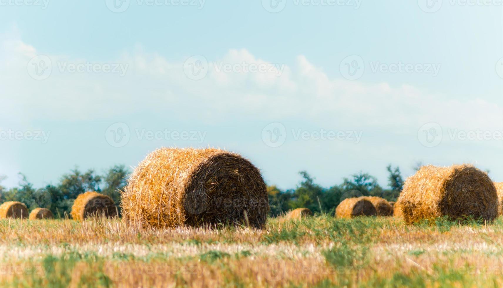 champ de balles de foin photo