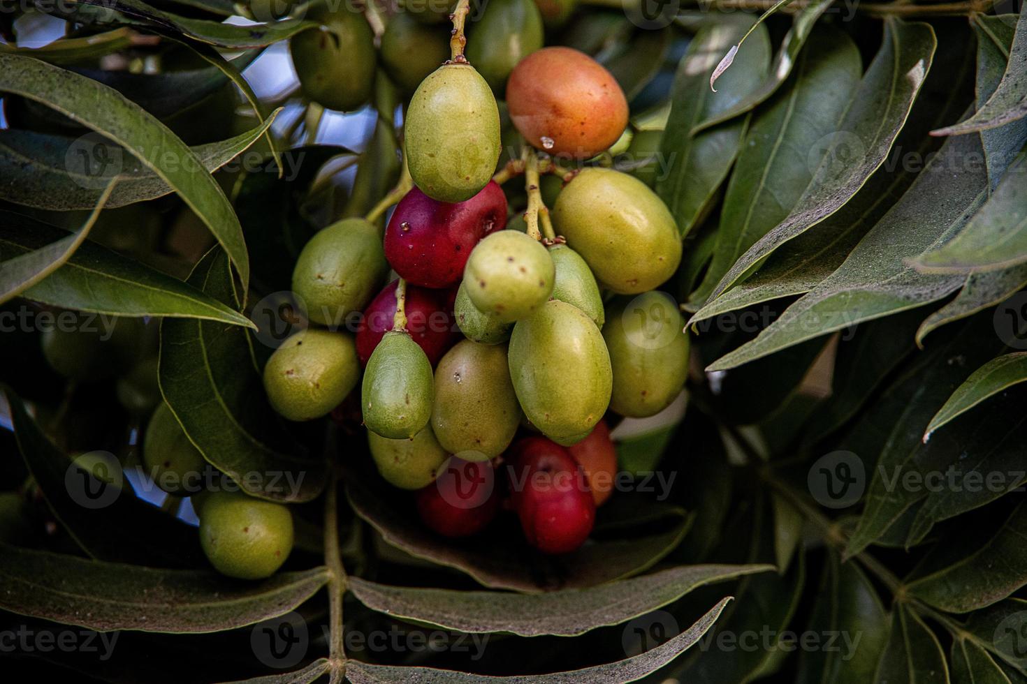 ovale fruit vert rouge les plantes parmi le feuilles dans une Naturel environnement dans fermer photo