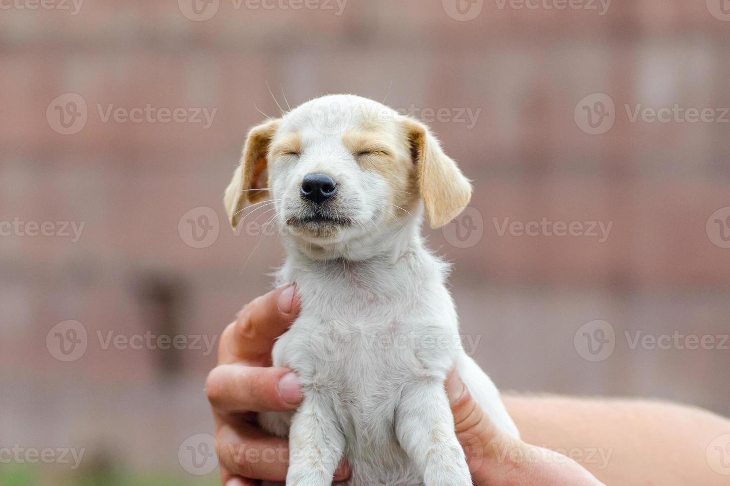 chiot avec les yeux fermés photo