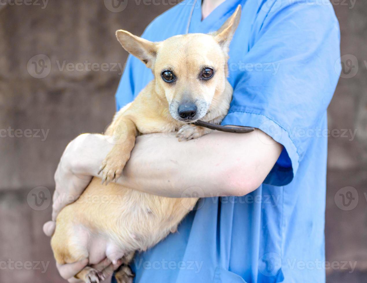 homme tenant un chien brun photo