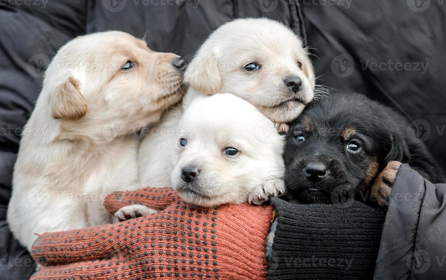 personne tenant quatre chiots photo