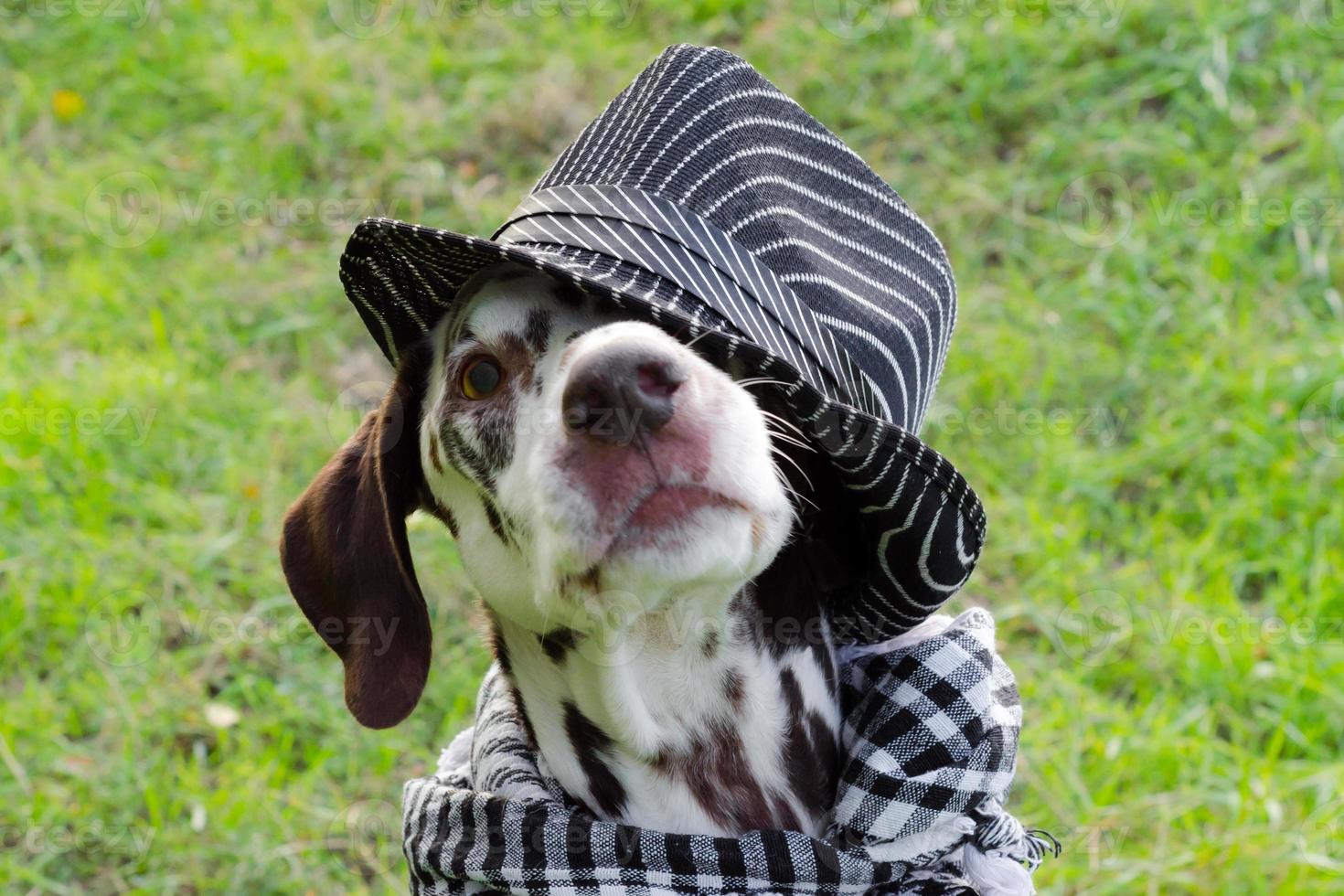 Dalmatien dans un chapeau rayé photo