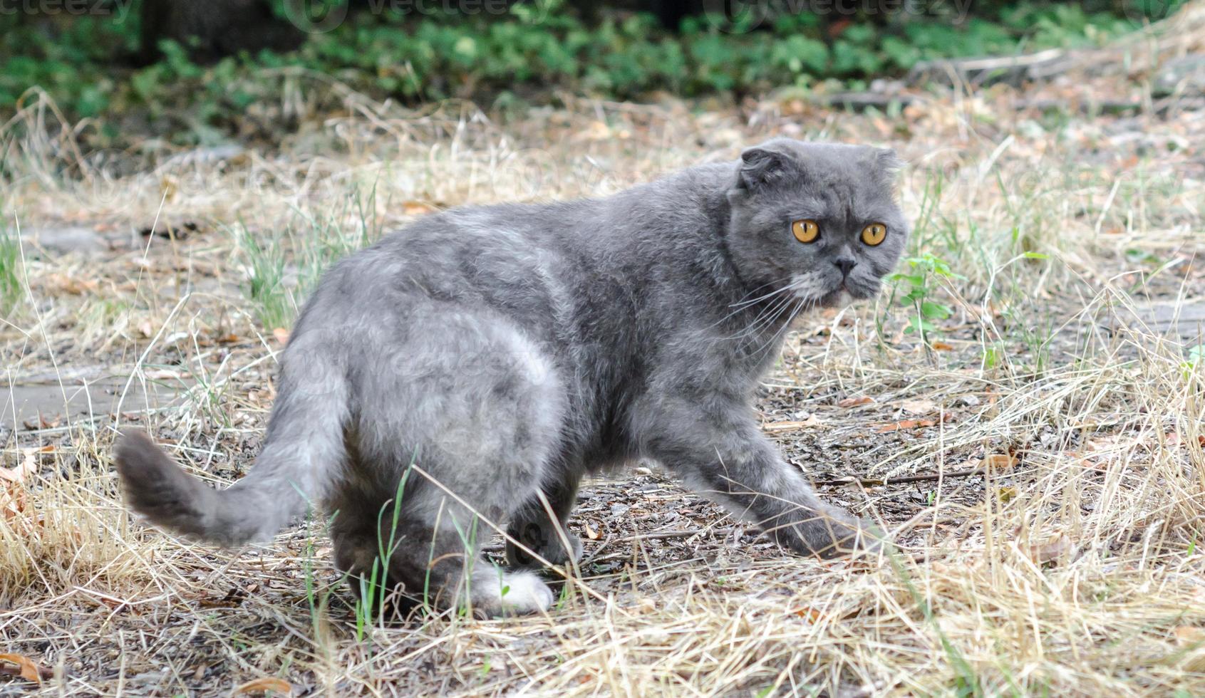 Scottish fold dans l'herbe photo