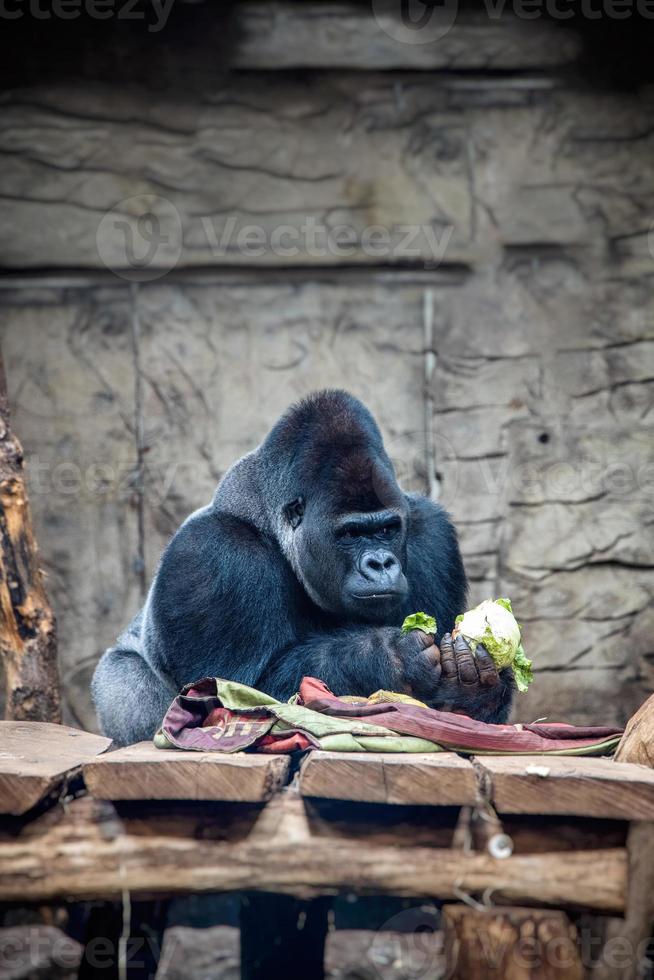 gros gorille pendant une repas à le zoo photo