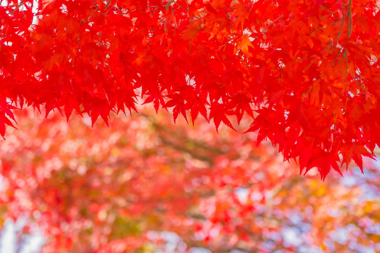 belles feuilles d'érable rouge photo