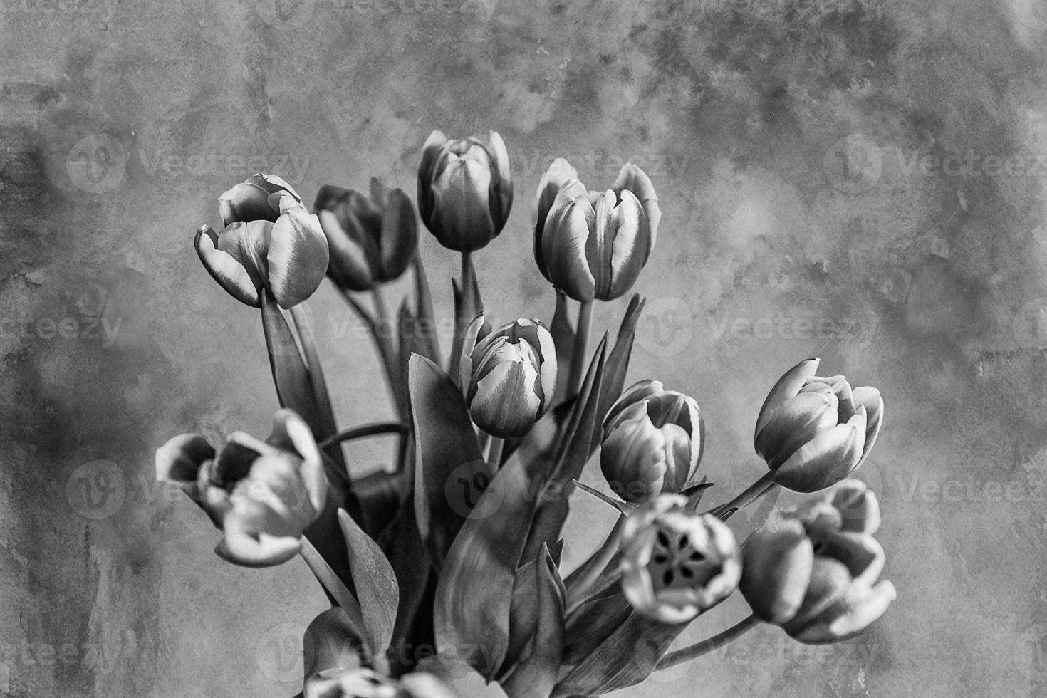 délicat printemps jaune-rouge tulipe dans fermer sur Contexte photo