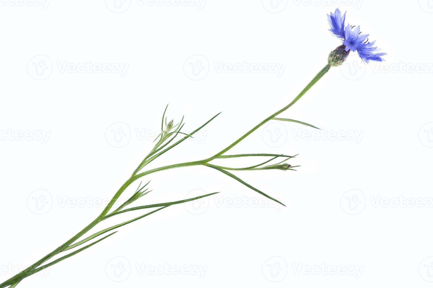 bleuet fleur sauvage. fond naturel. photo