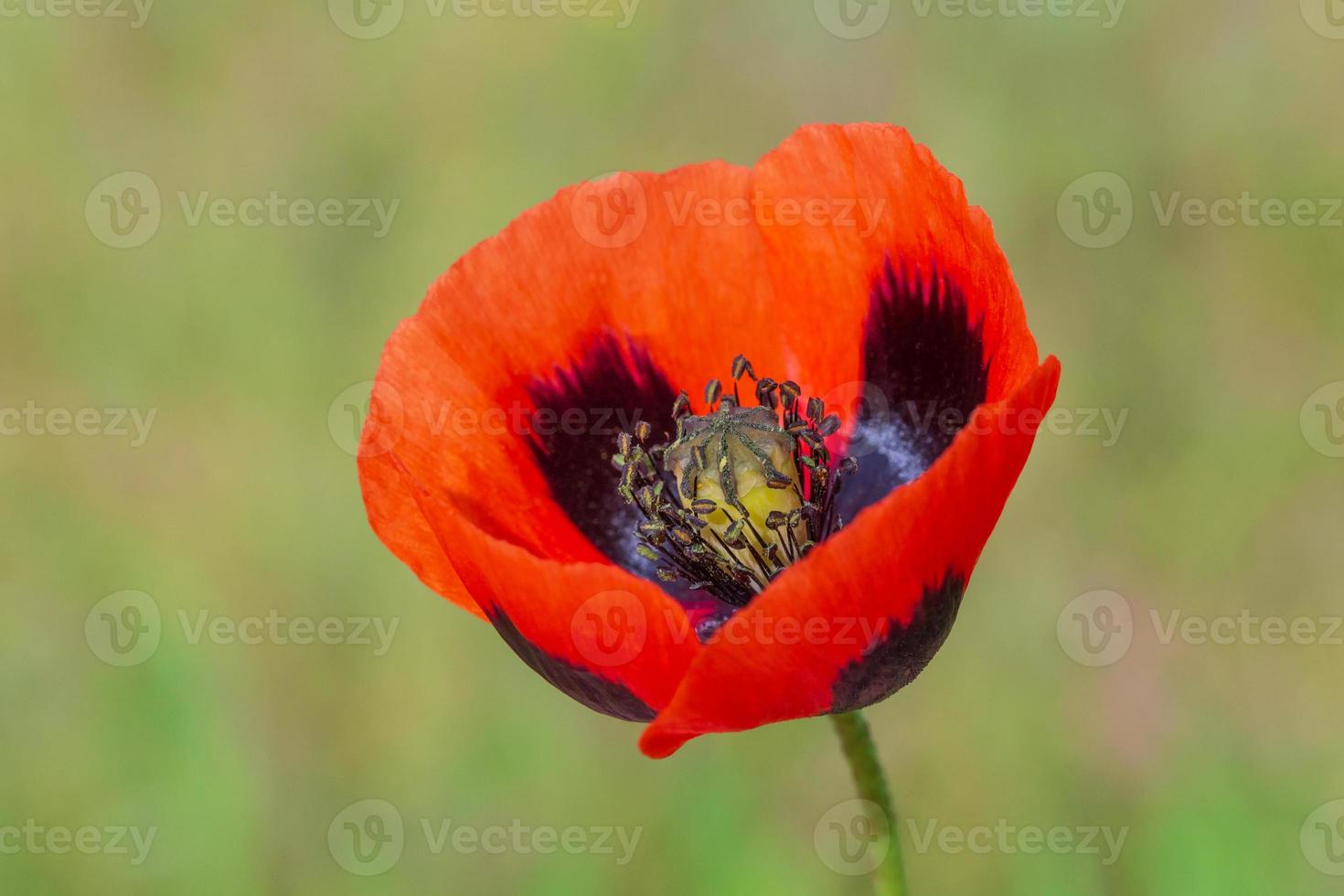 proche en haut de rouge coquelicot fleur contre vert herbe photo