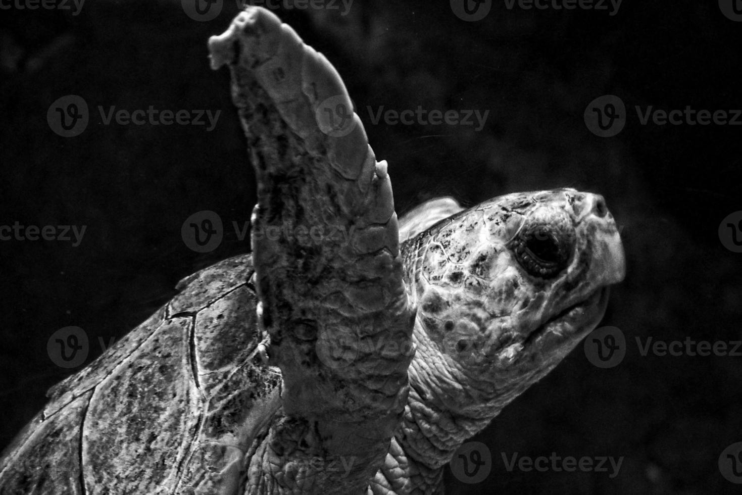 grand mer tortue nager dans le mer l'eau dans le aquarium à le zoo dans fermer photo