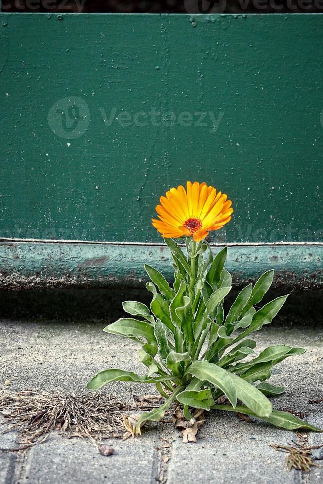 Orange souci sur une turquoise métal porte Contexte photo