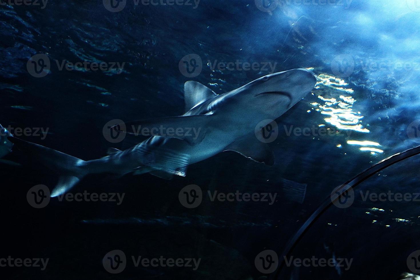 les requins nager dans une grand aquarium à le Tenerife zoo dans Espagne photo