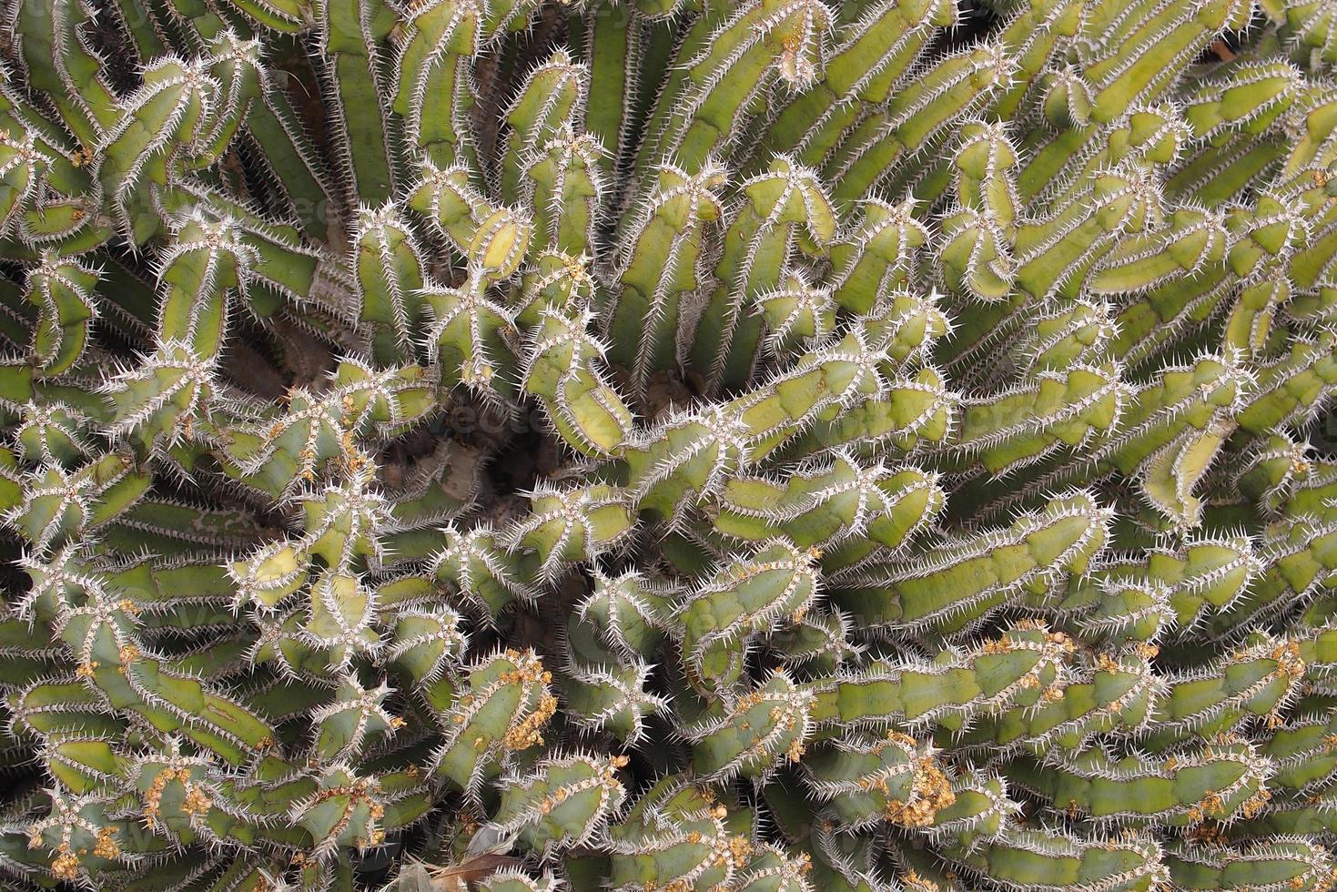 curieuse gros vert original cactus croissance dans le jardin proche en haut photo