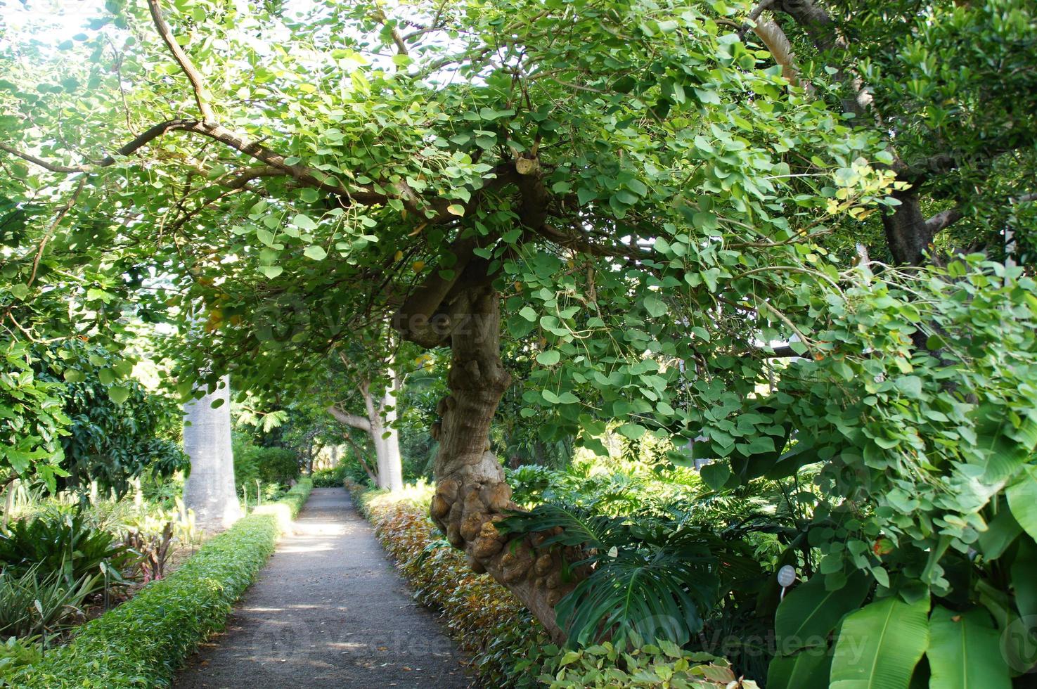 vert Contexte avec exotique les plantes dans le jardin photo