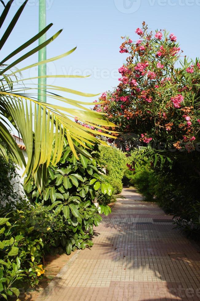 intéressant coloré vacances Maisons dans le des rues de le Espagnol ville de puerto de la cruz dans Tenerife photo