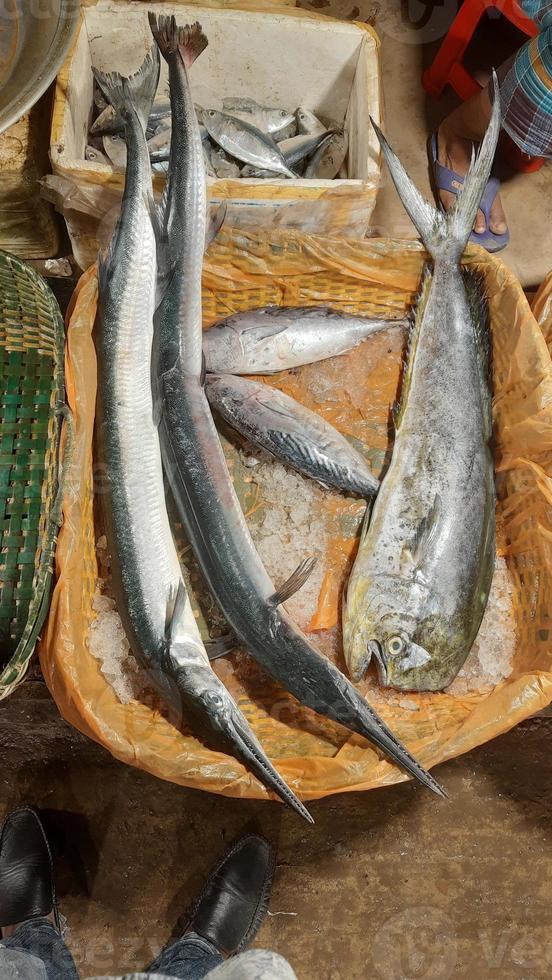 barreur bazar mer plage poisson beauté photo