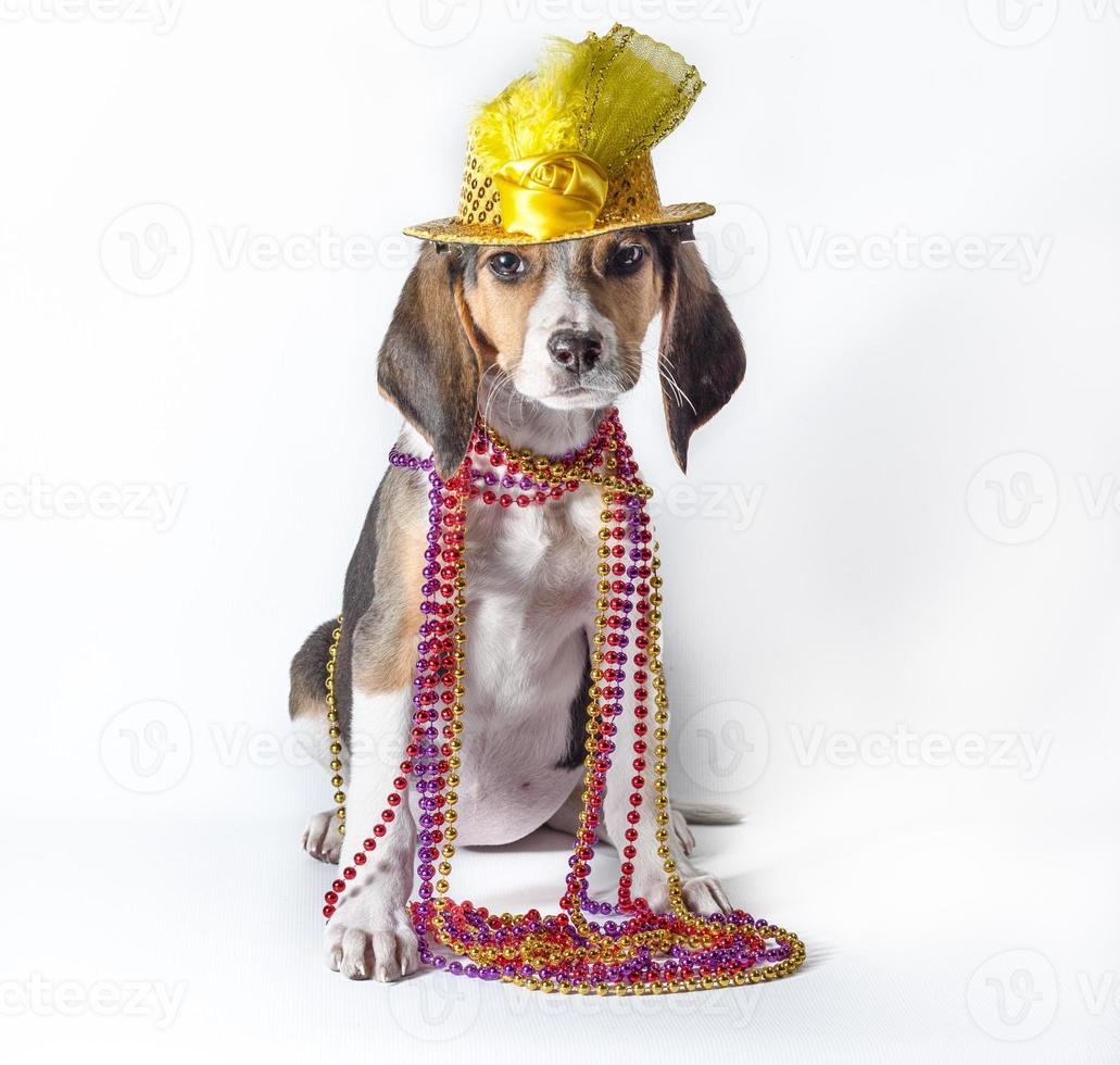 Chiot mardi gras sur fond blanc photo