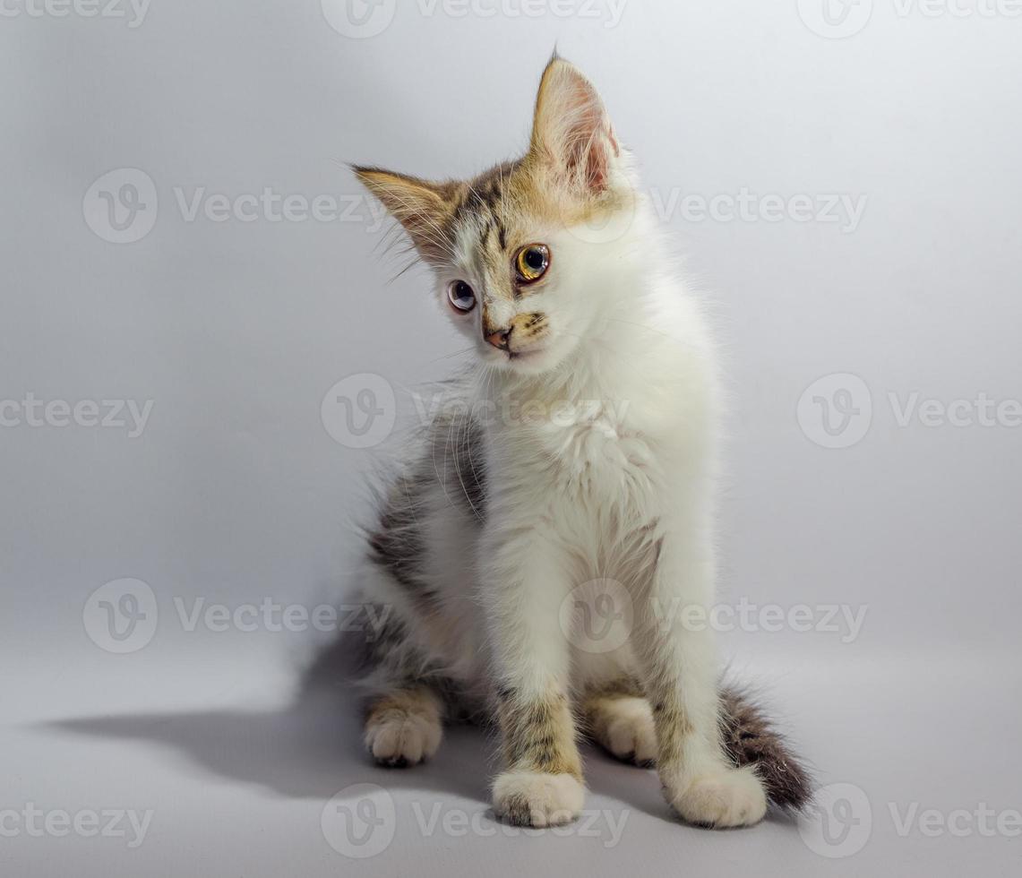chat tigré blanc et brun photo