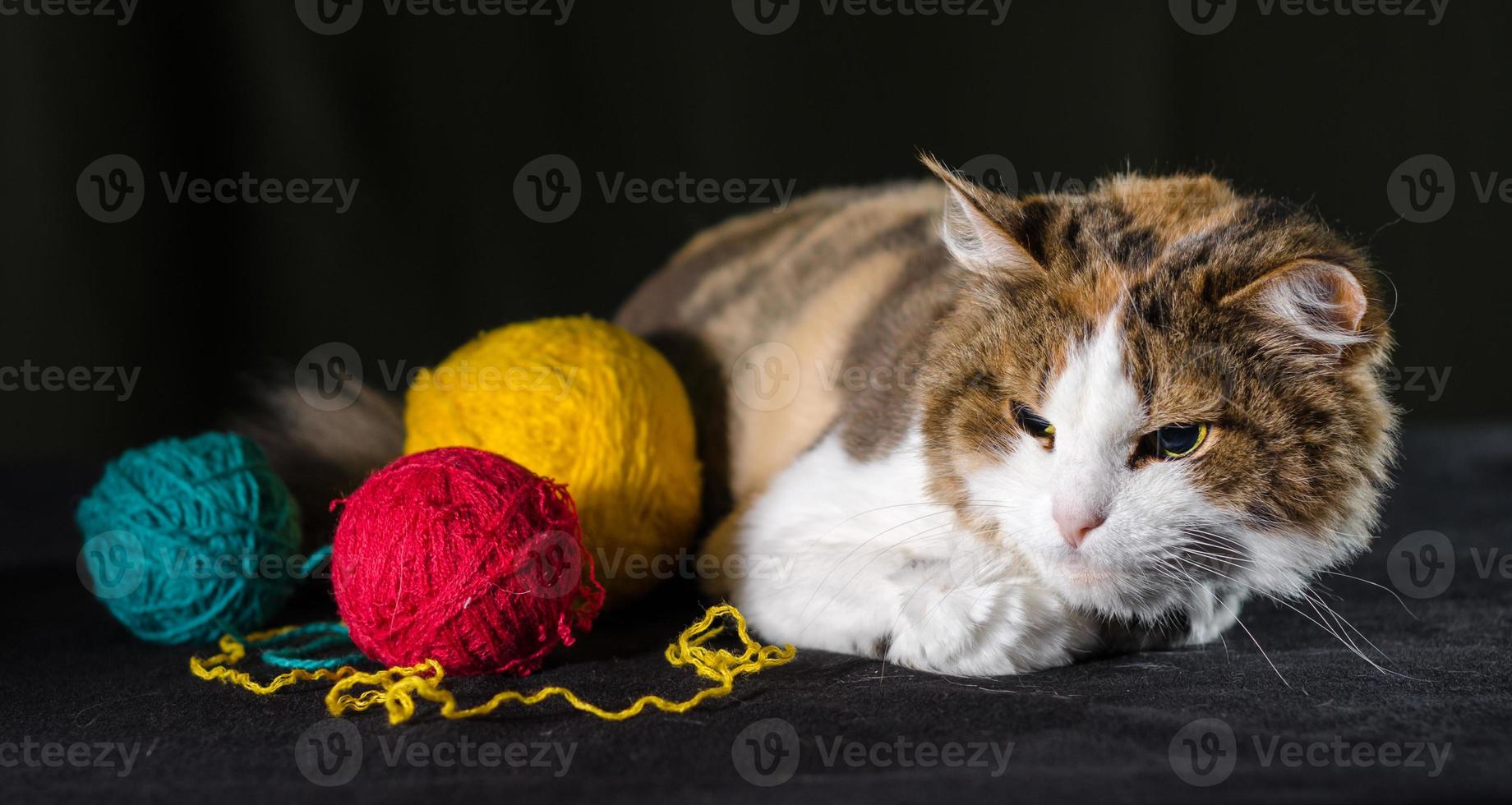 chat mécontent avec du fil photo