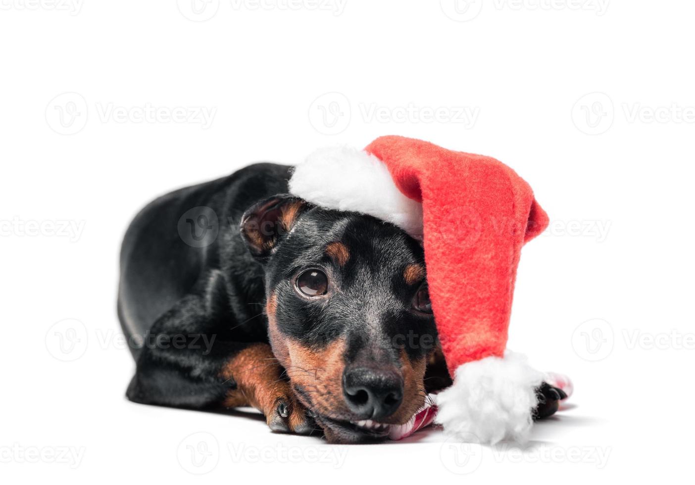 Chiot pinscher dans un bonnet de Noel sur fond blanc photo