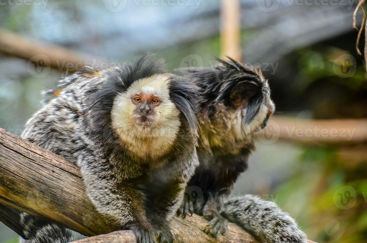 singes à le zoo photo