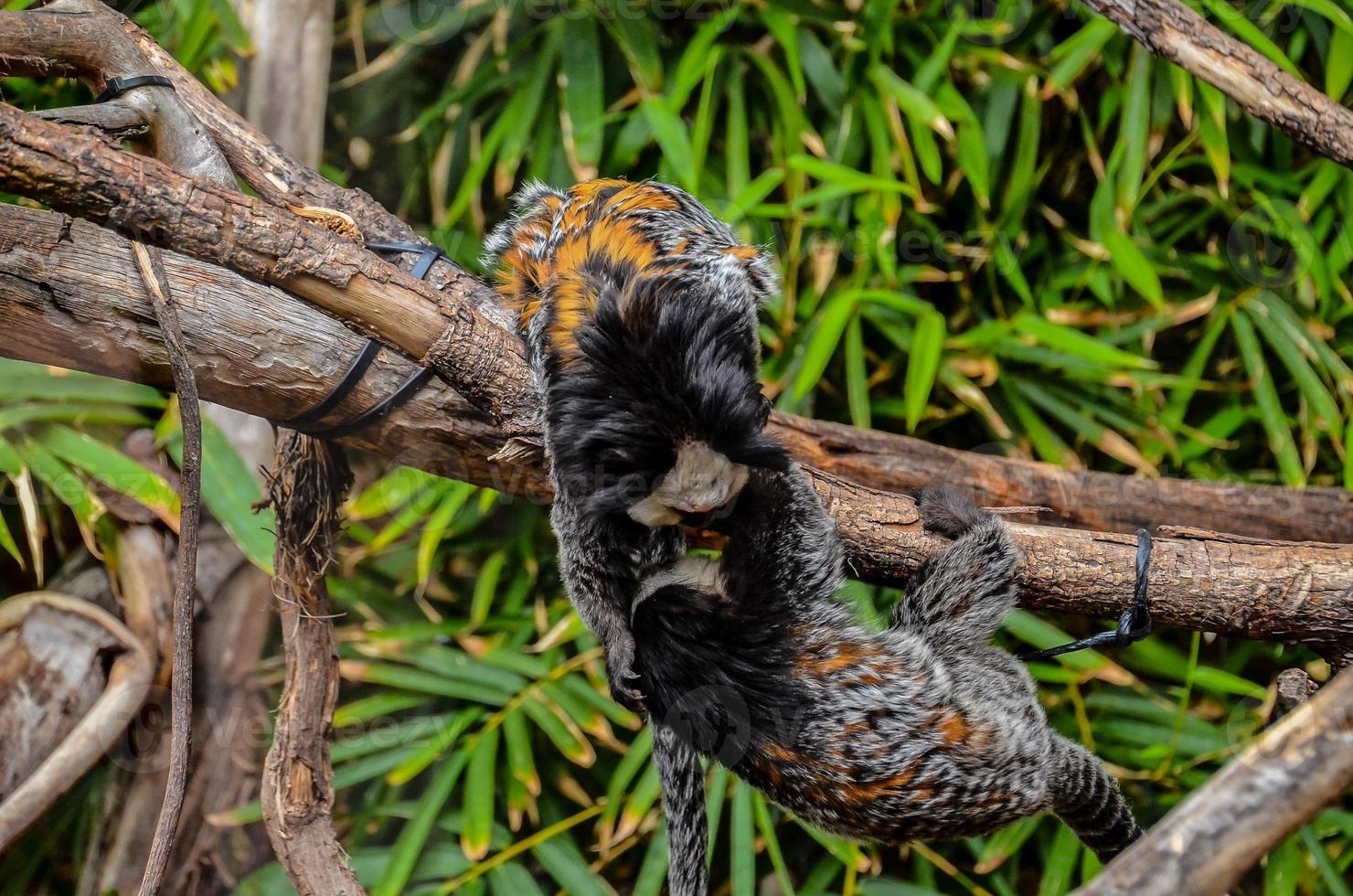 singes à le zoo photo