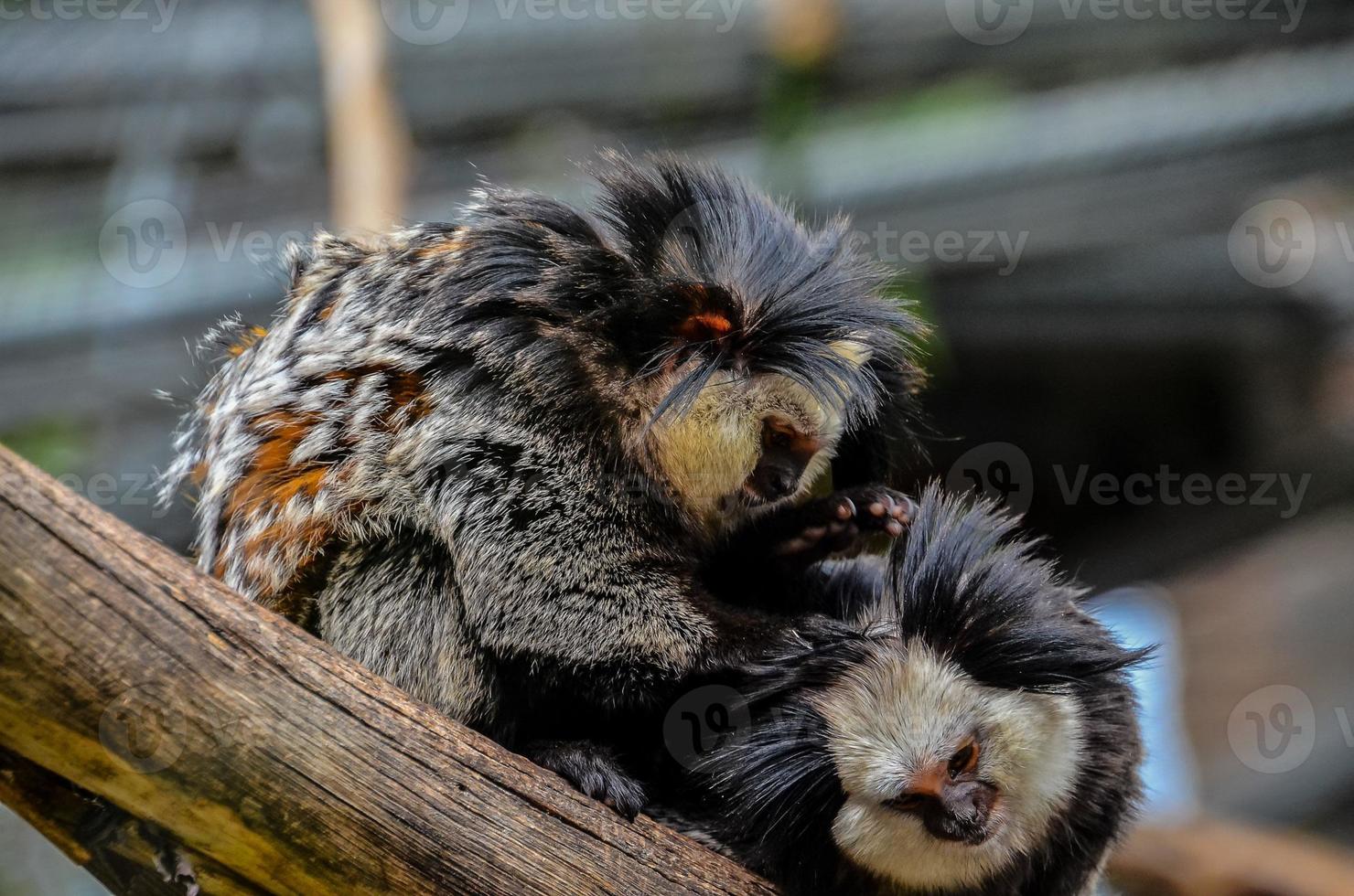 singes à le zoo photo