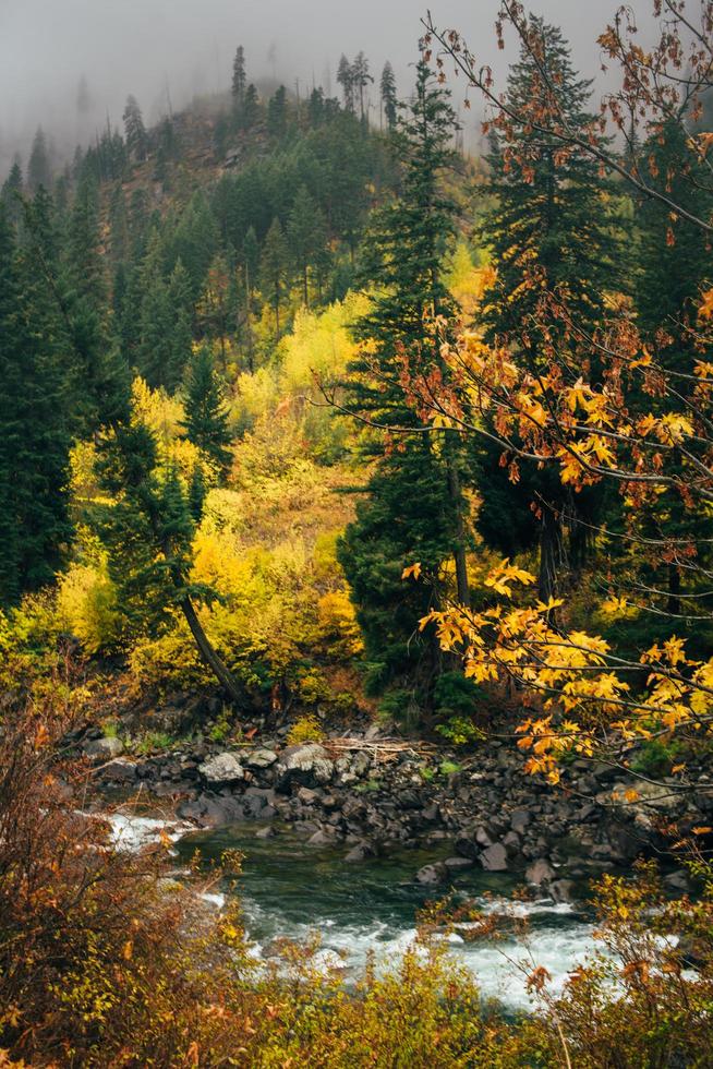 rivière dans la forêt d'automne photo