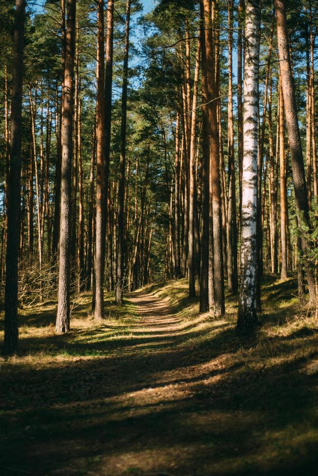 forêt dans l'ombre photo