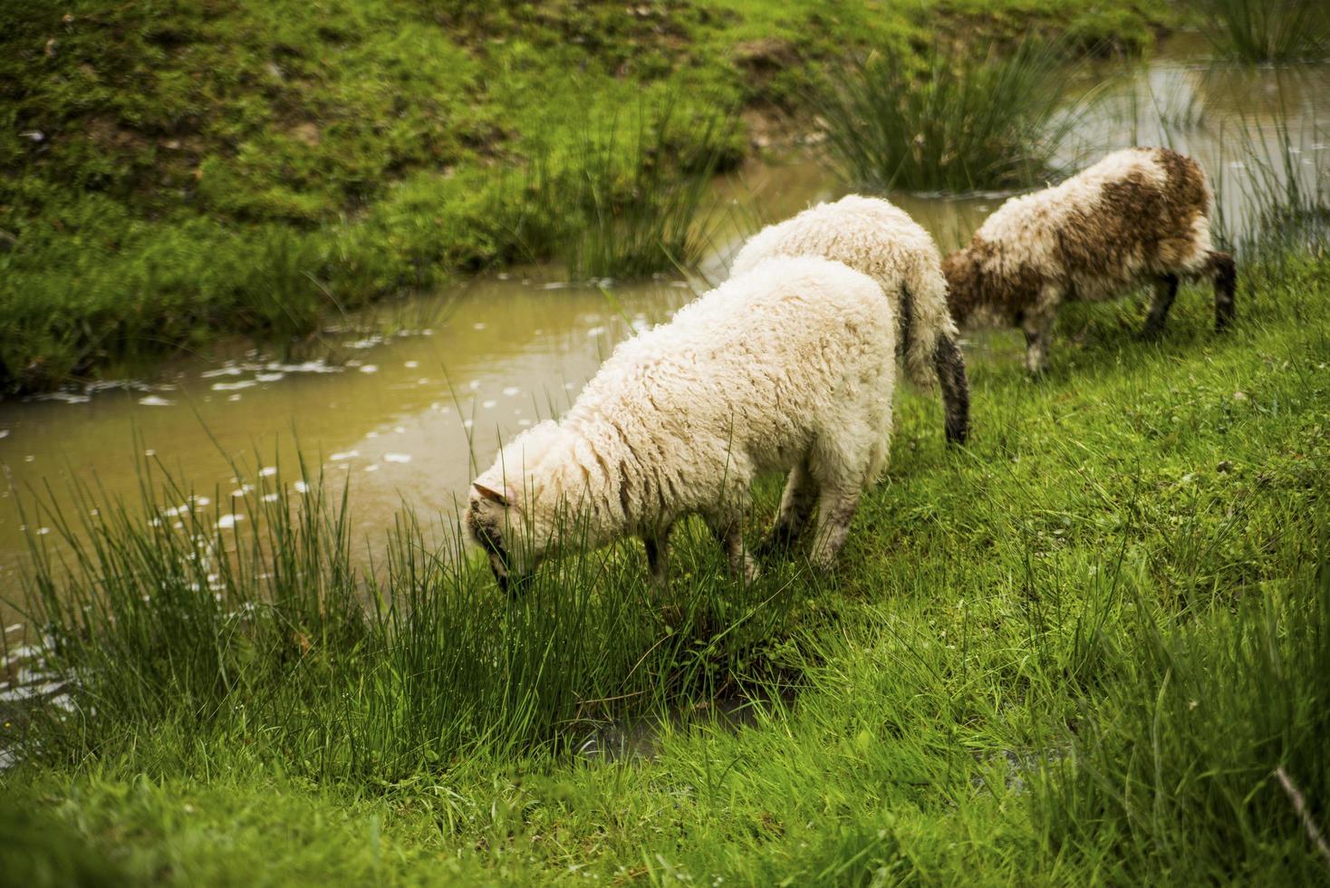 les moutons mangent de l'herbe près de la rivière photo