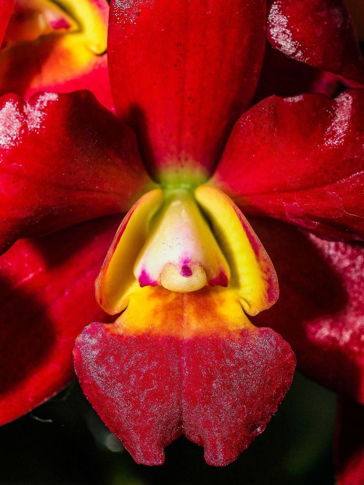 fleur d'orchidée dans la nature photo
