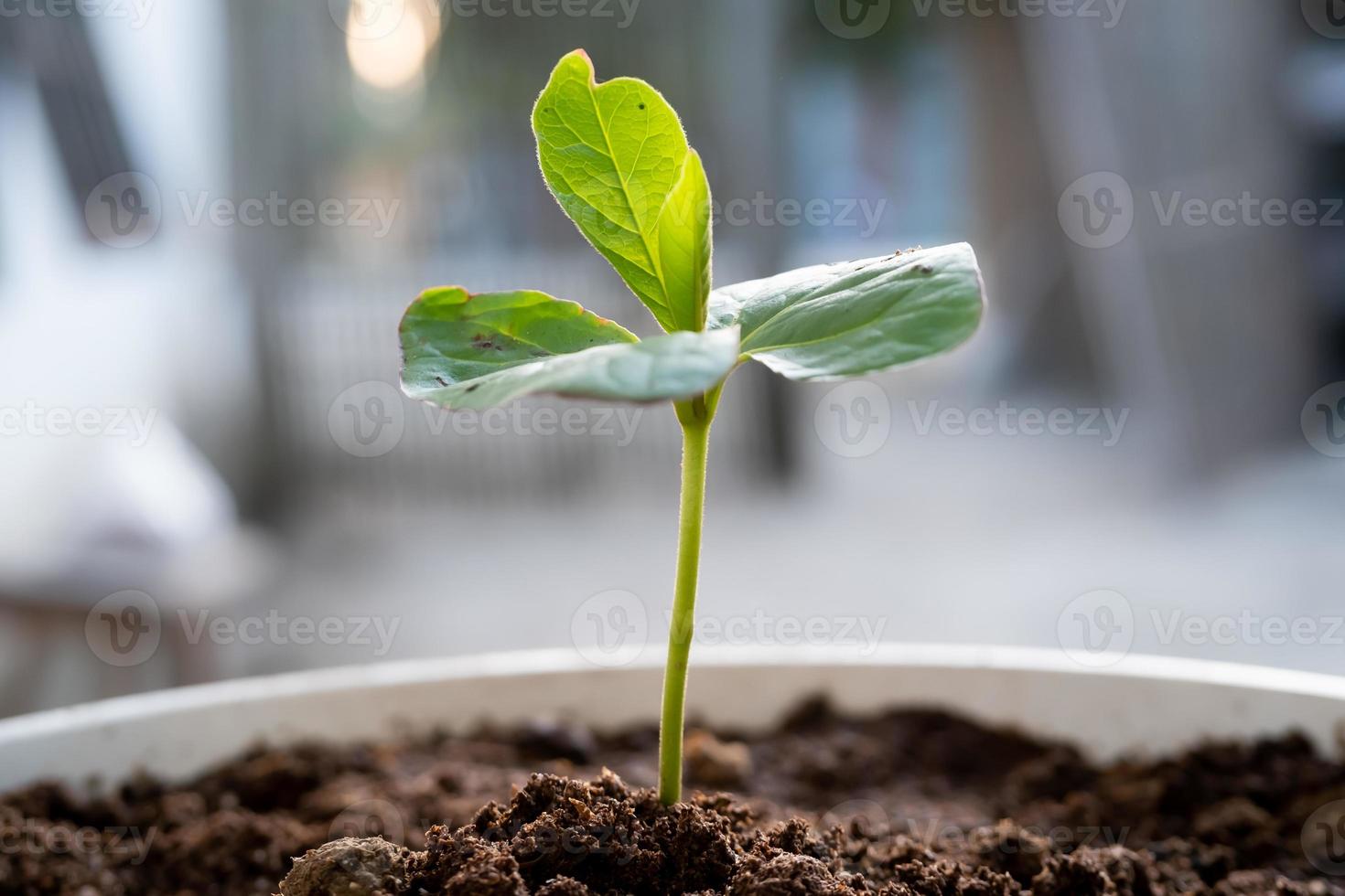 une petit coton arbre plante commence à grandir dans le fertile sol. concept de nature, environnement, et Naturel environnement préservation photo