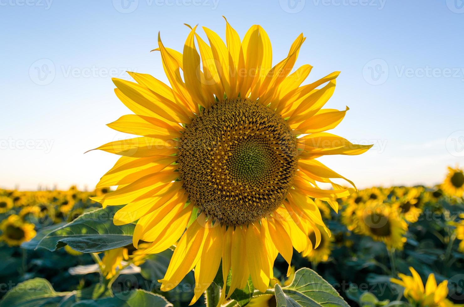 tournesol avec ciel bleu photo