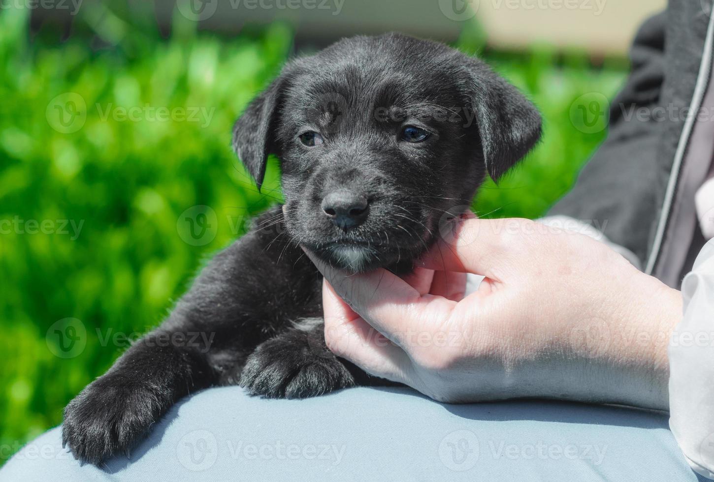 chiot noir étant animal de compagnie photo