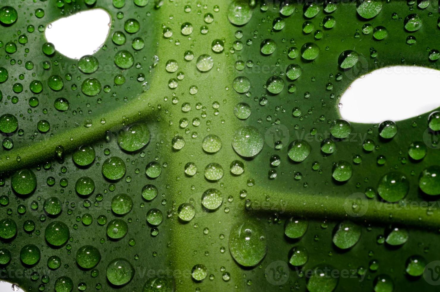 feuille verte avec des trous et des gouttes de rosée photo