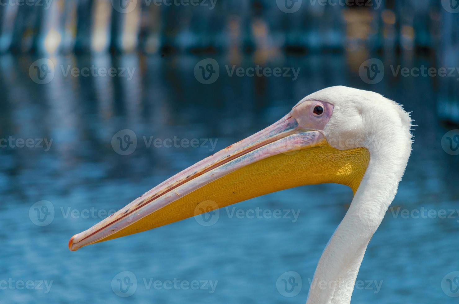 gros plan, de, a, pélican photo