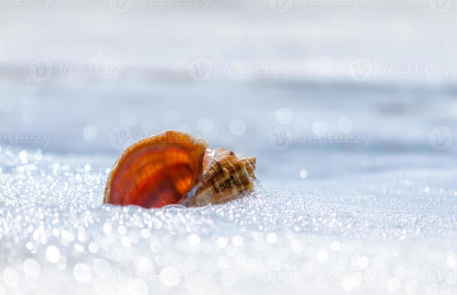 coquillage en mousse photo