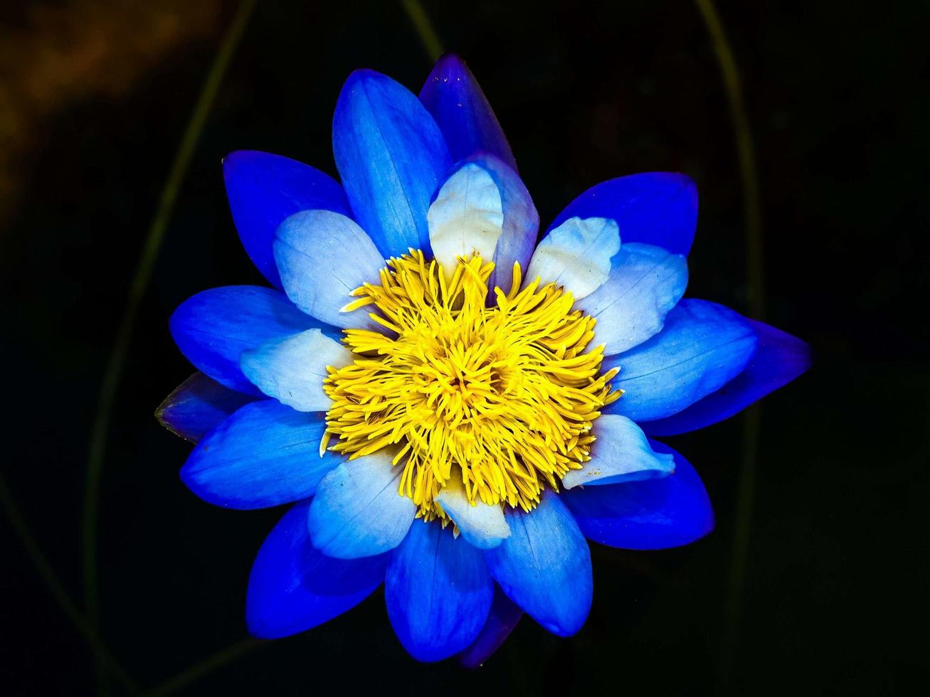 fleur de lotus dans la nature photo