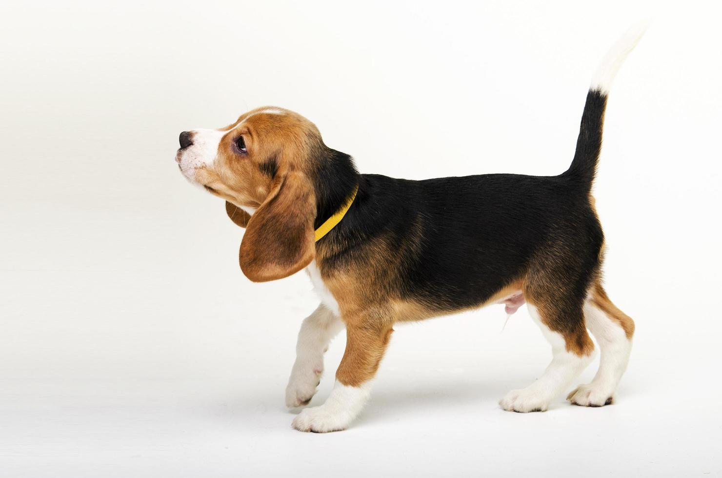 Chiot beagle sur fond blanc photo