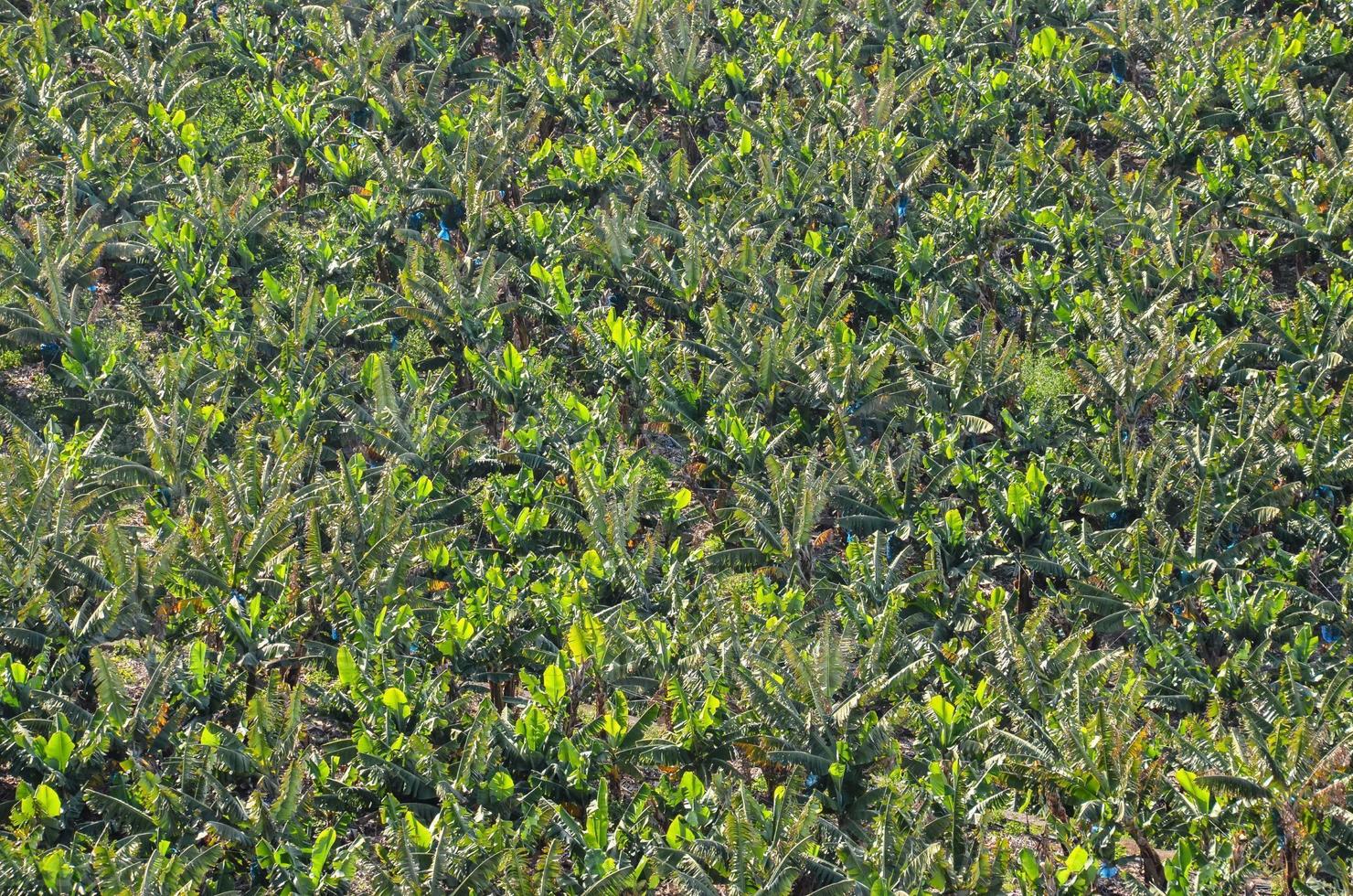 une banane plantation photo