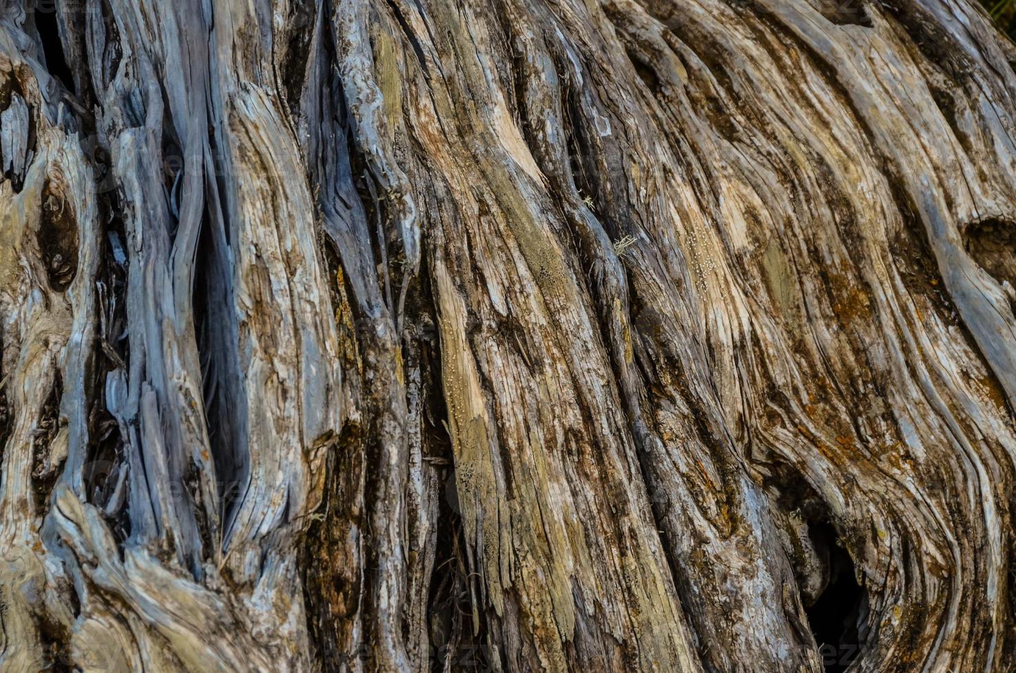 une texture de bois photo