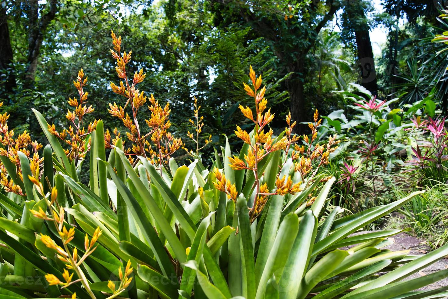 dragon queue broméliacées fleur à l'intérieur le botanique jardin, mahe les Seychelles photo