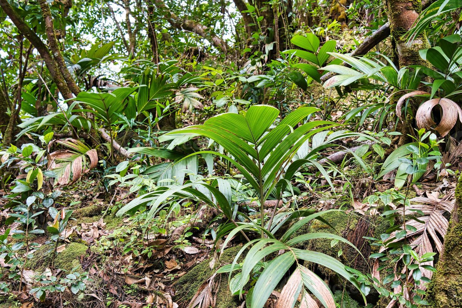 matin blanc la nature piste, paume des arbres sur le bord de le sentier , mahe les Seychelles photo