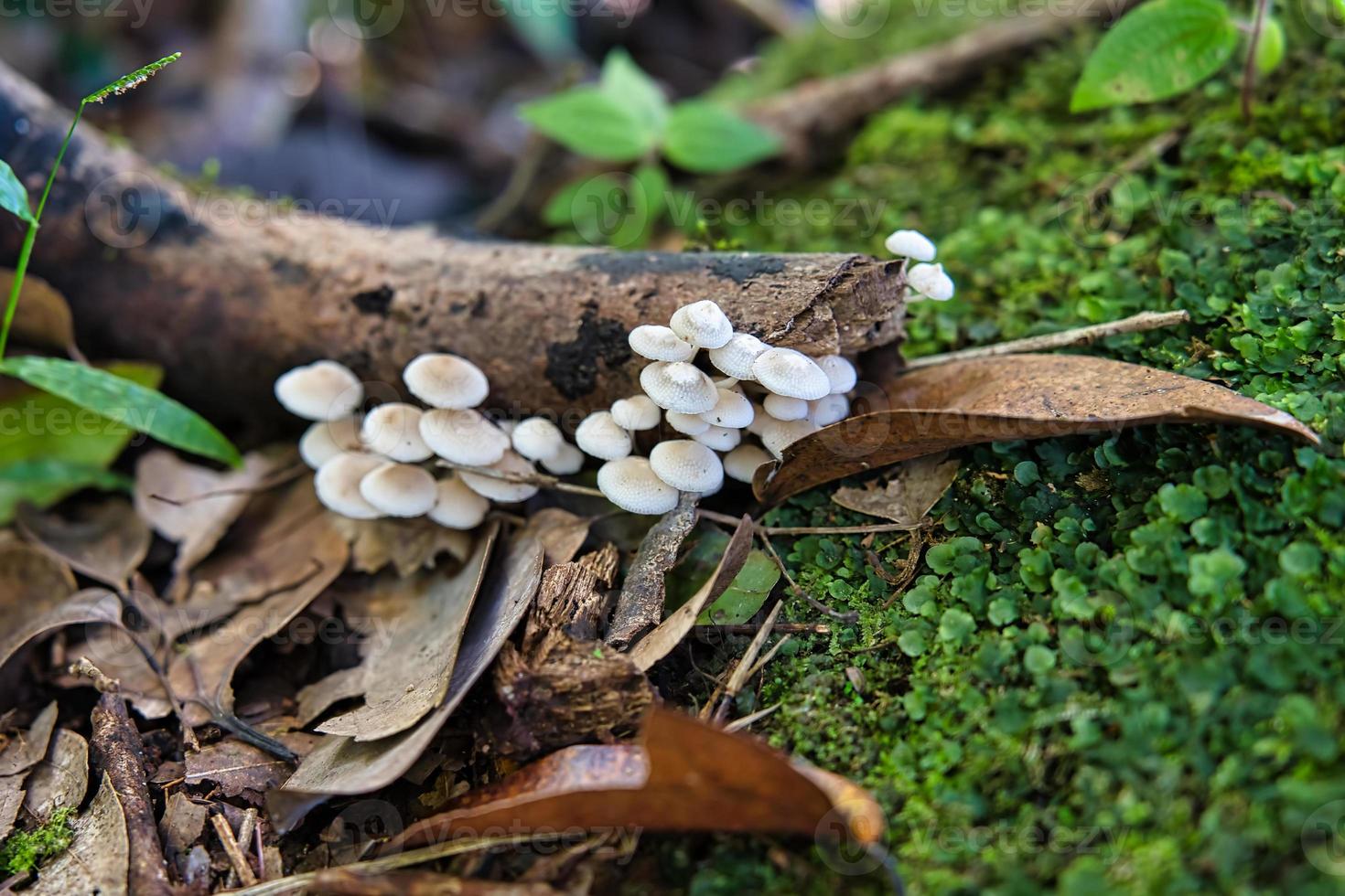 matin blanc la nature sentier, champignons sur cannelle tronc, mahe les Seychelles photo