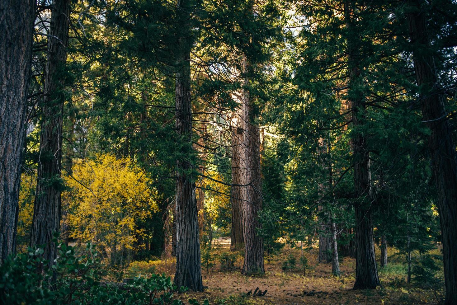 forêt d'automne avec de grands arbres photo