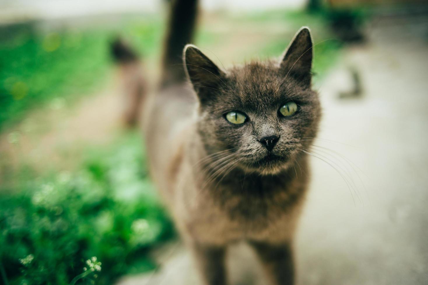 beau chat dehors photo