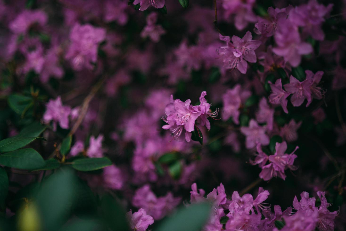 gros plan, de, fleurs lilas photo