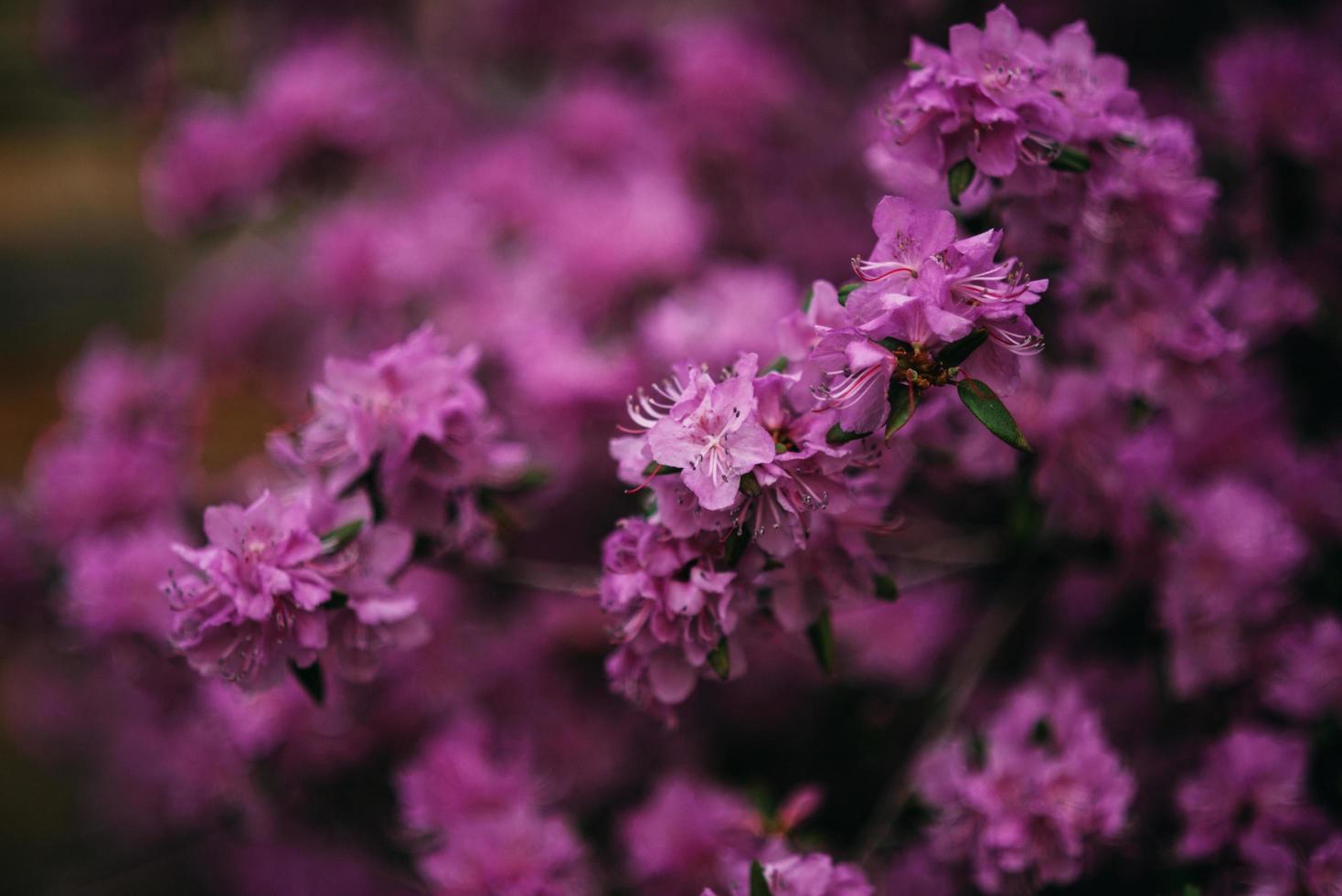 buisson lilas violet photo