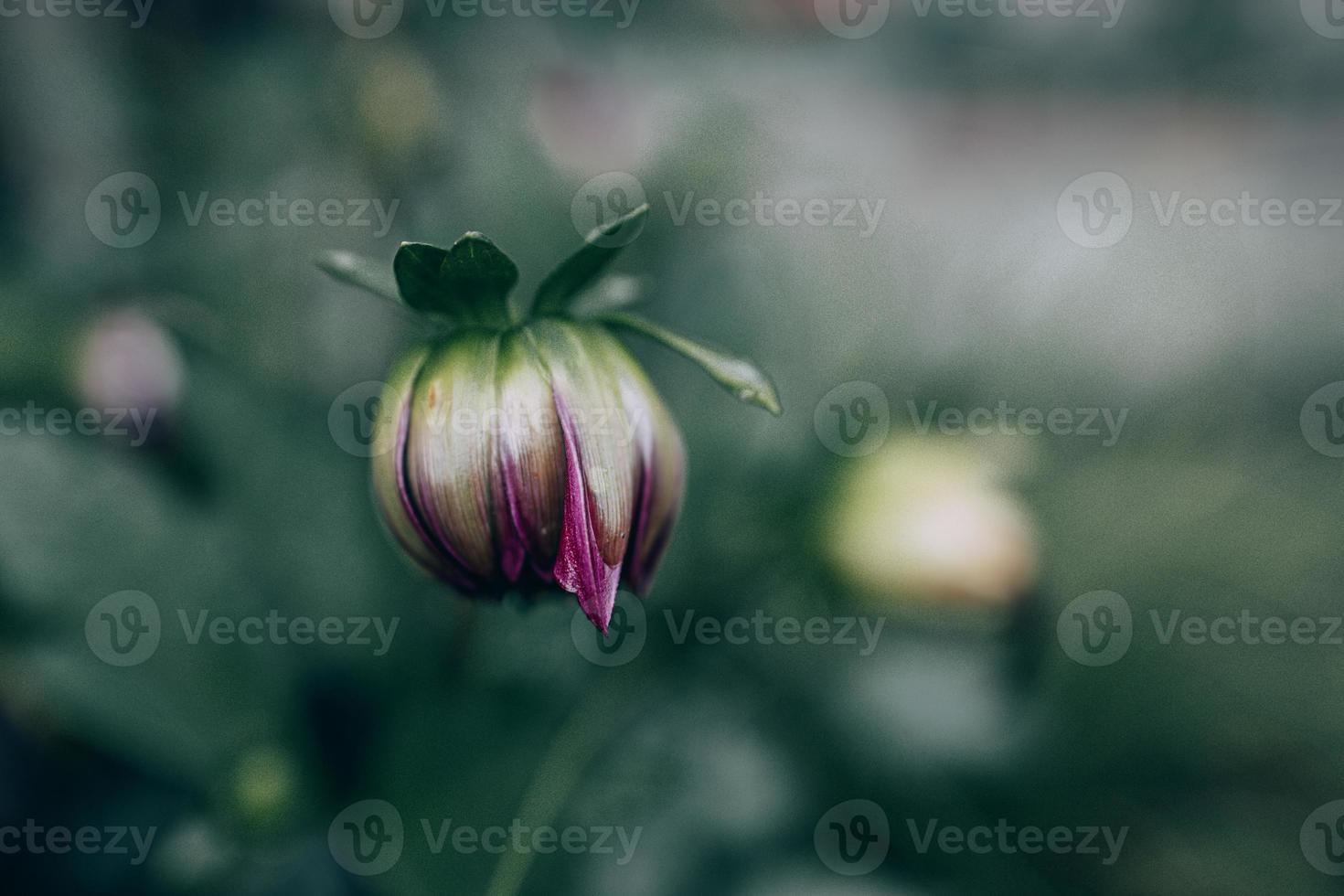 violet dahlia dans le jardin contre le Contexte de vert feuilles photo